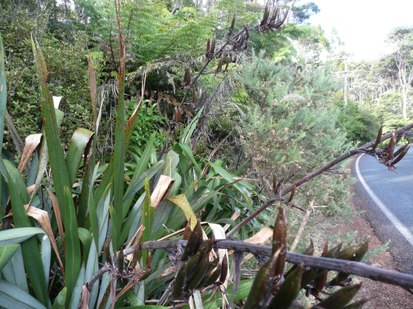 New Zealand flax plant, Harakeke (Phormium tenax)